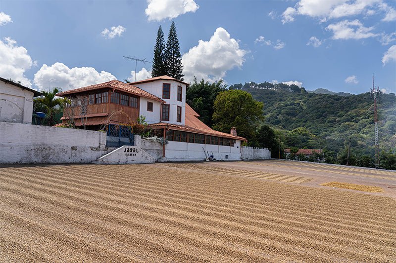Miraluna - El Salvador (Collection) - BOSCON