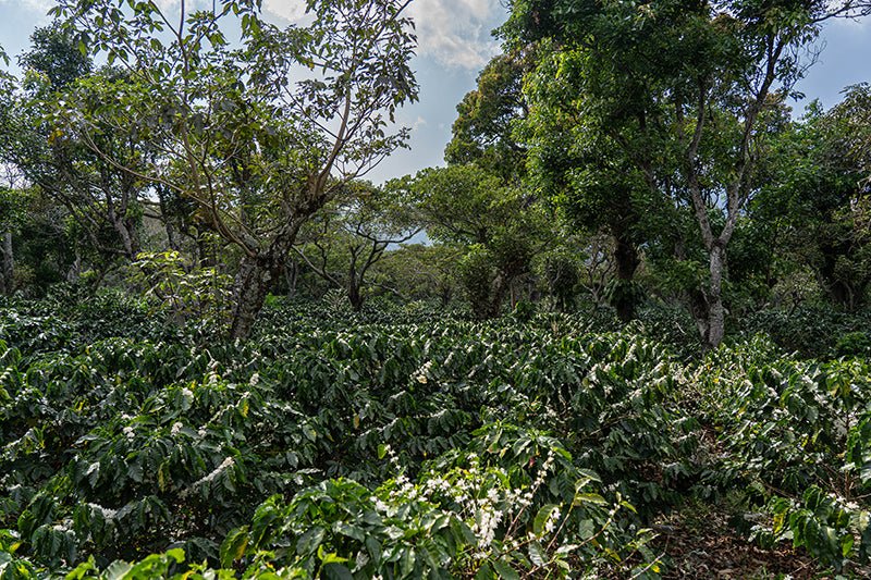 Miraluna - El Salvador (Collection) - BOSCON