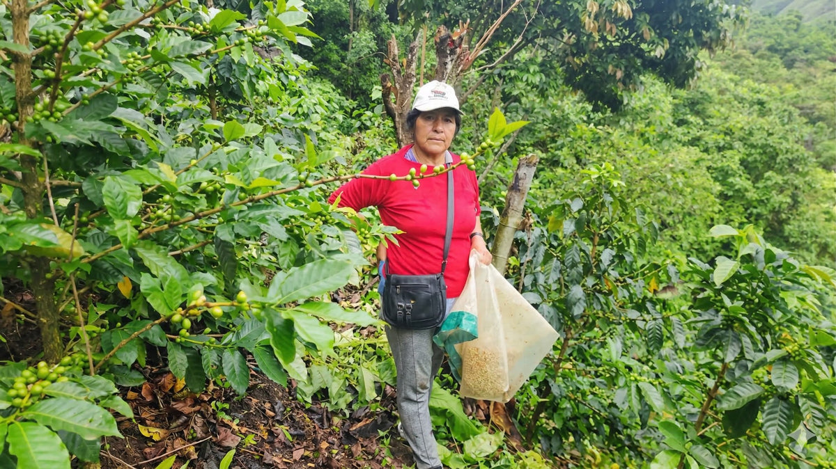 Aurora Huamán, productora del café T'ika en la finca La Cueva, Cajamarca, Perú