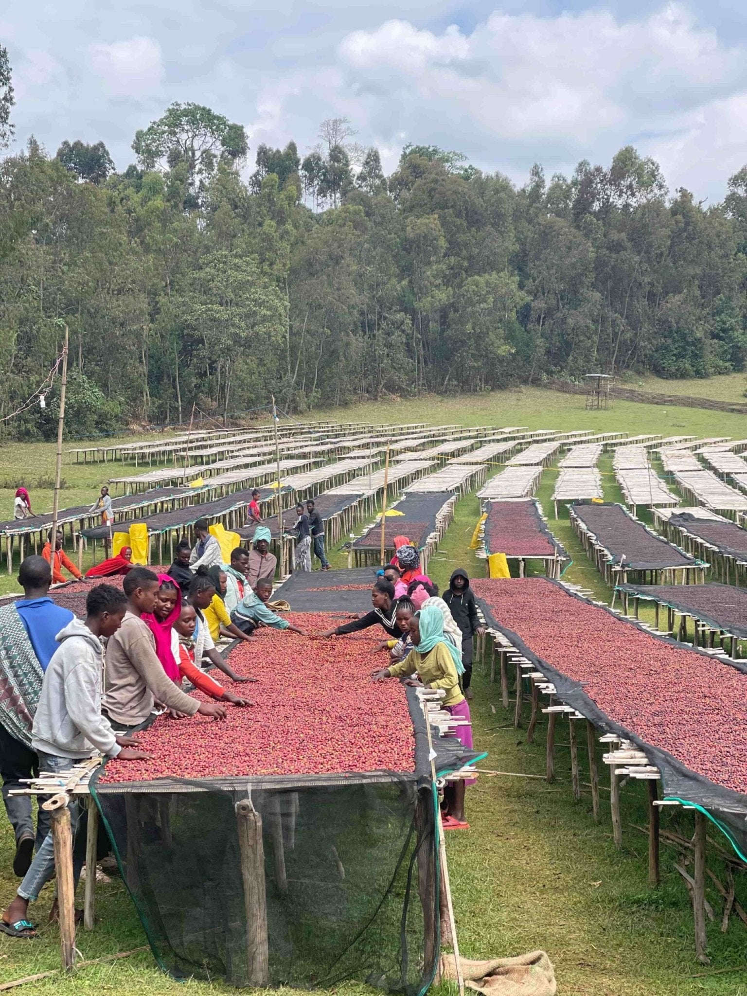 Dukamo – Etiopía (Collection) - BOSCON