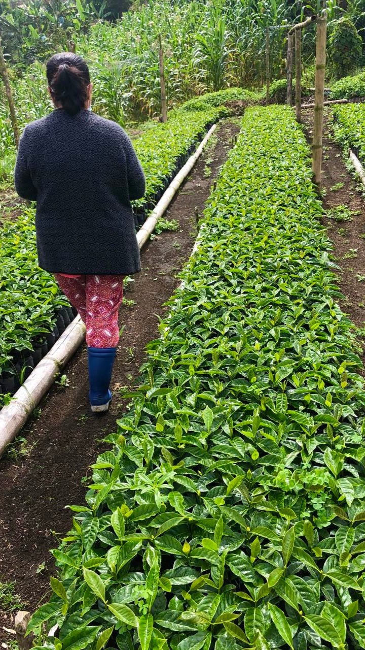 El Susurro Geisha – Colombia - Filtro Especial (Collection) - BOSCON