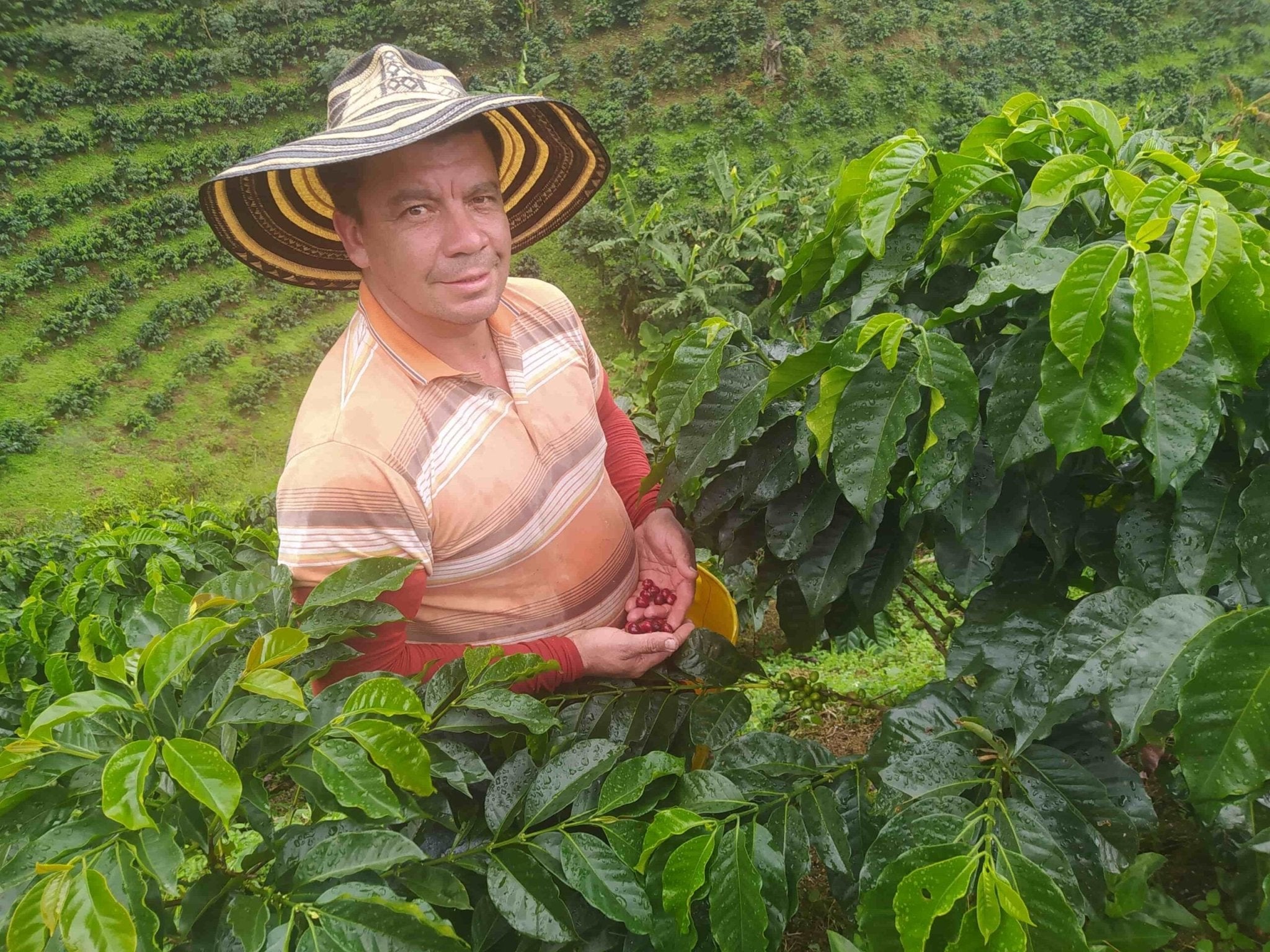 La Esperanza - Colombia - Espresso Especial (Collection) - BOSCON