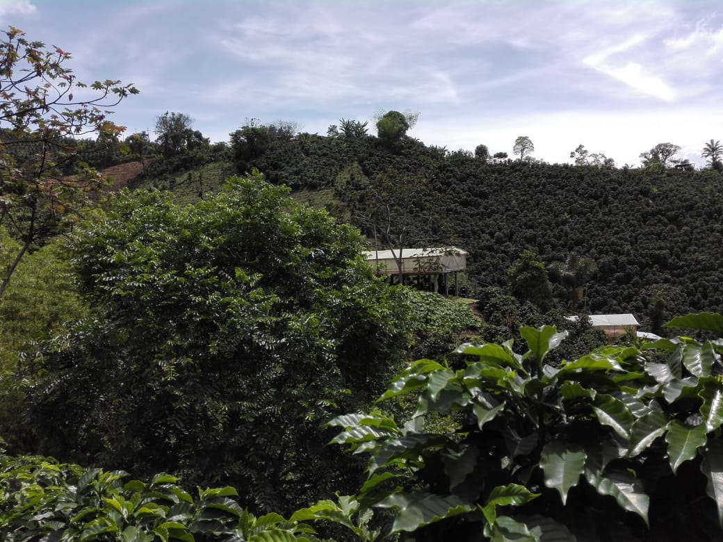La Esperanza - Colombia - Espresso Especial (Collection) - BOSCON