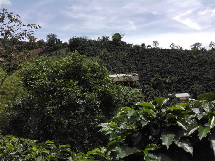 La Esperanza - Colombia - Espresso Especial (Collection) - BOSCON