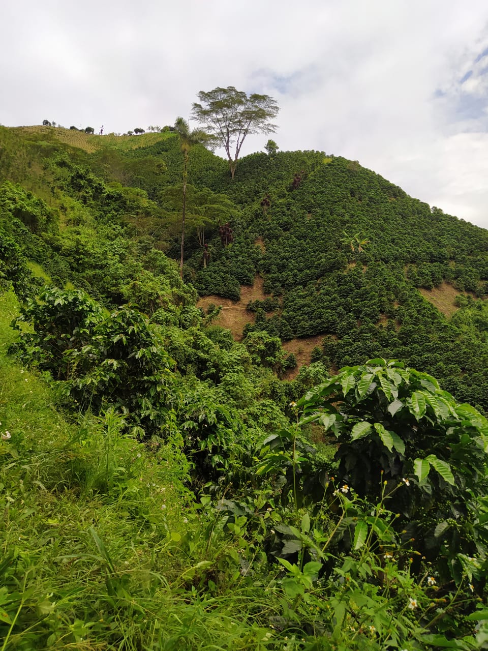 La Esperanza - Colombia - Espresso Especial (Collection) - BOSCON