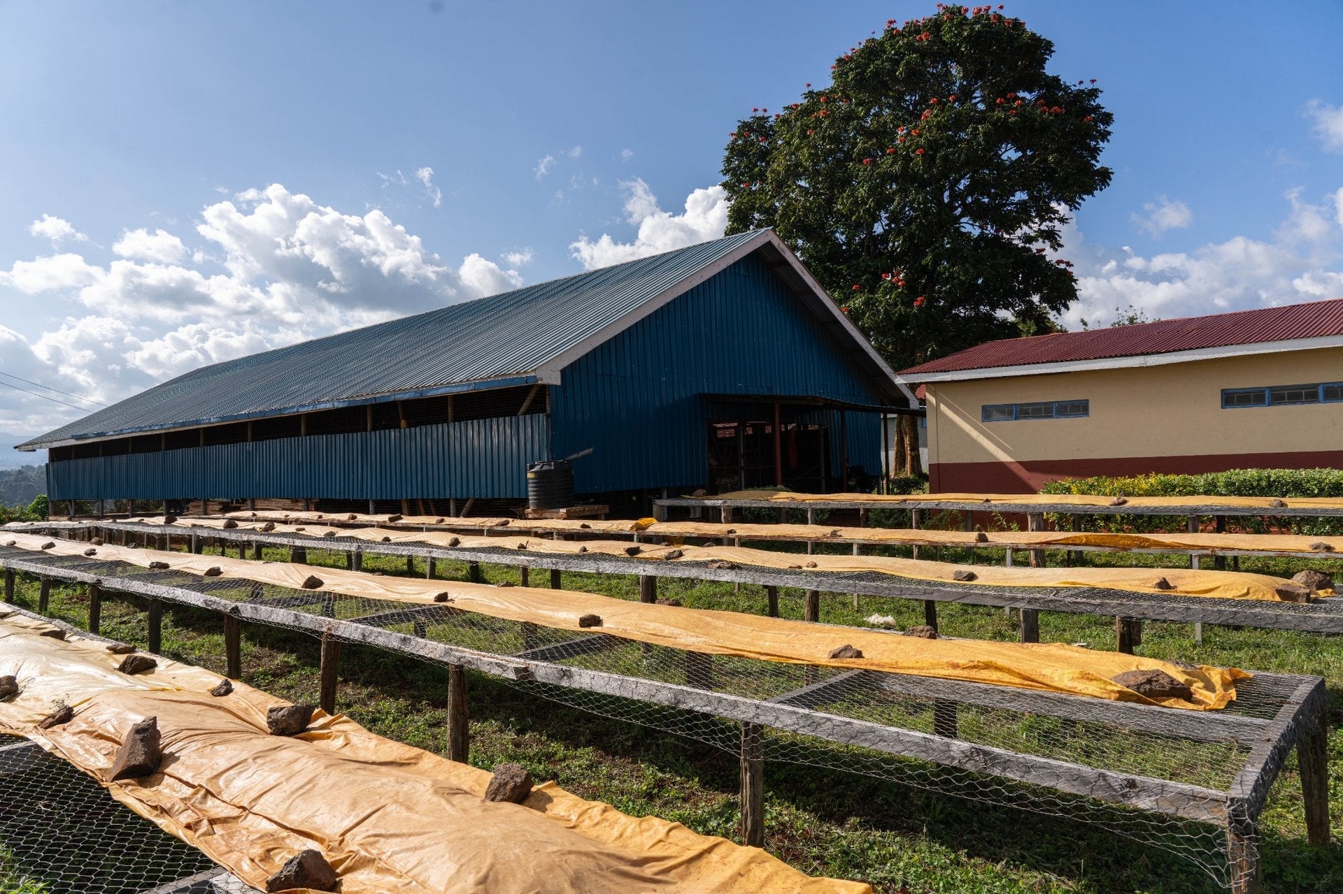 Maua – Kenia (Collection) - BOSCON