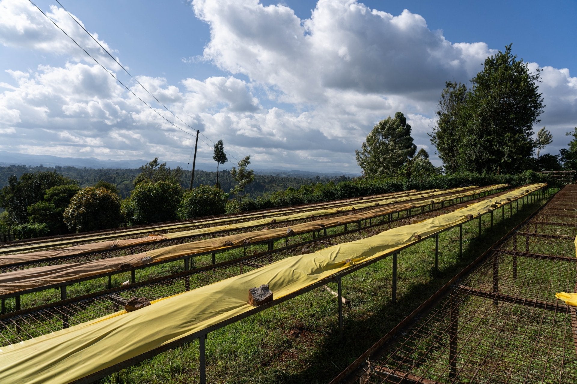 Maua – Kenia (Collection) - BOSCON