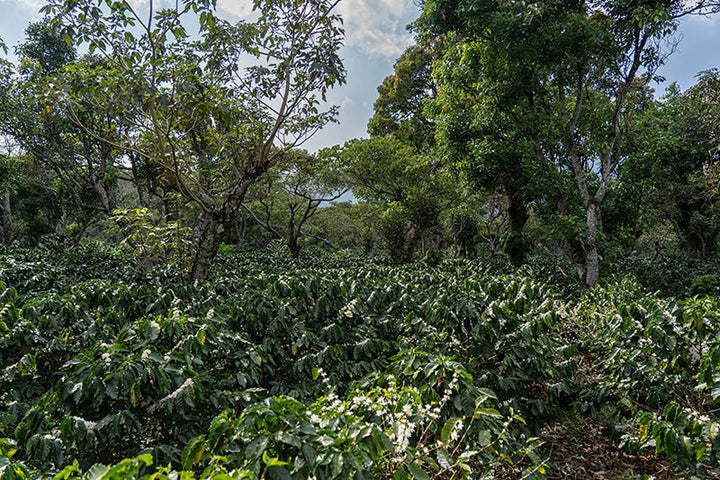 Miraluna - El Salvador (Collection) - BOSCON