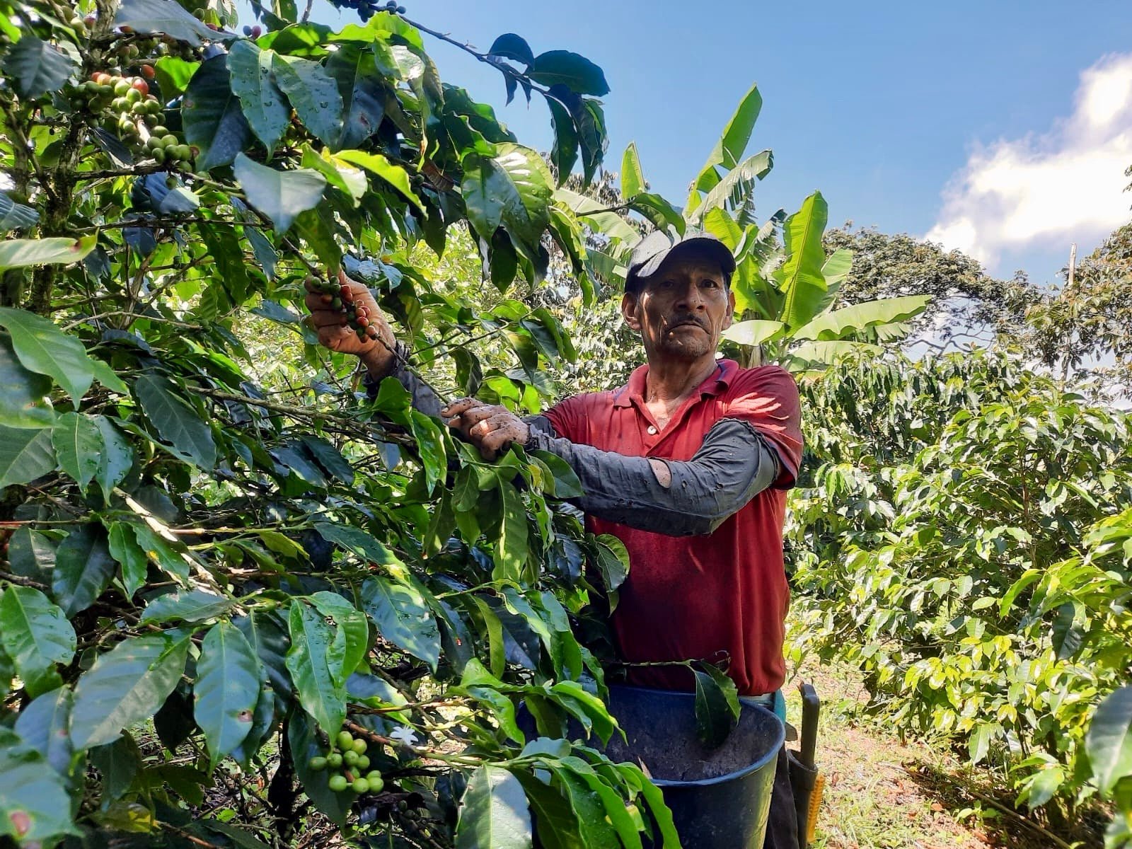 Sidra El Silencio – Colombia – Filtro Especial (Collection) - BOSCON